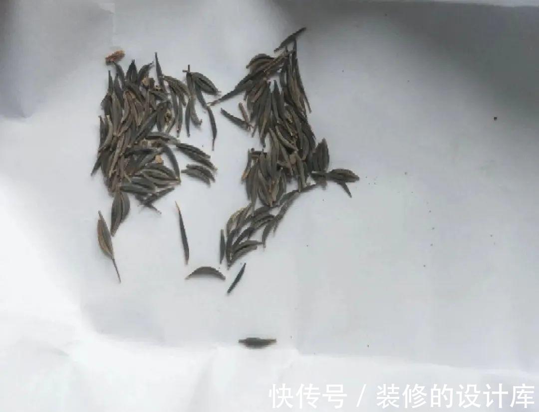 芦荟|8种花像“老母猪”,种一棵,生一窝,多得没地方养