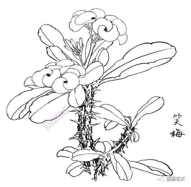  白描|花卉白描图谱选页分享