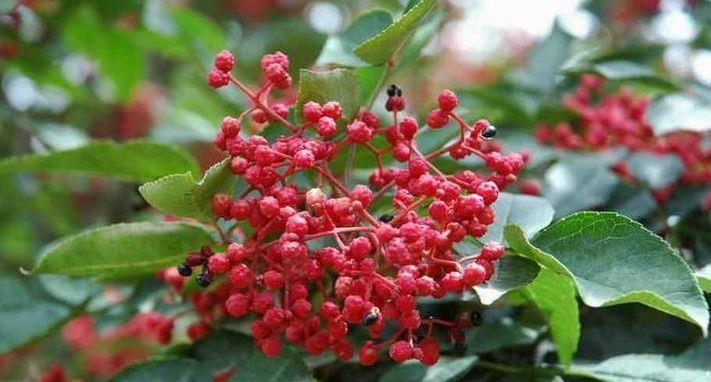 牙疼|夏天，女人用花椒泡水喝，身体发生以下的变化，后悔没早点知道