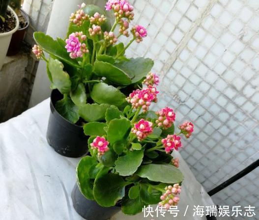 冬天|要让长寿花“开花不断”,把“3点”做好,一次冒出50个花苞!