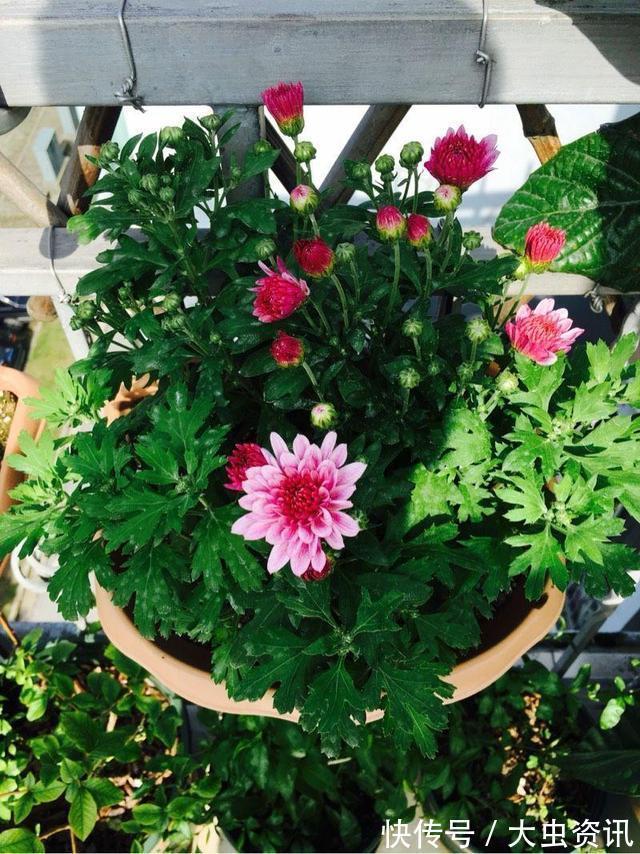 阳台养什么花?4种小盆栽真不错,开旺了满阳台爬