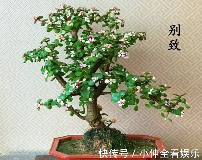 金枝玉叶老掉叶,想成老桩是奢望?那是因为你不知道它有“四怕”