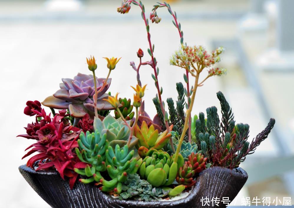 植株|让多肉安全度夏的诀窍是什么?