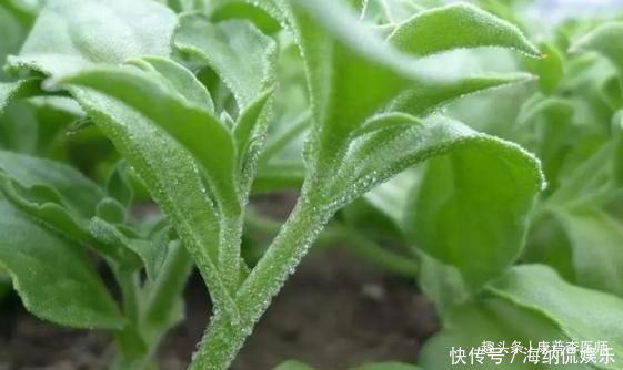 中年|几种不起眼的野菜，坚持常吃，预防感冒，消除疲劳，排毒养颜