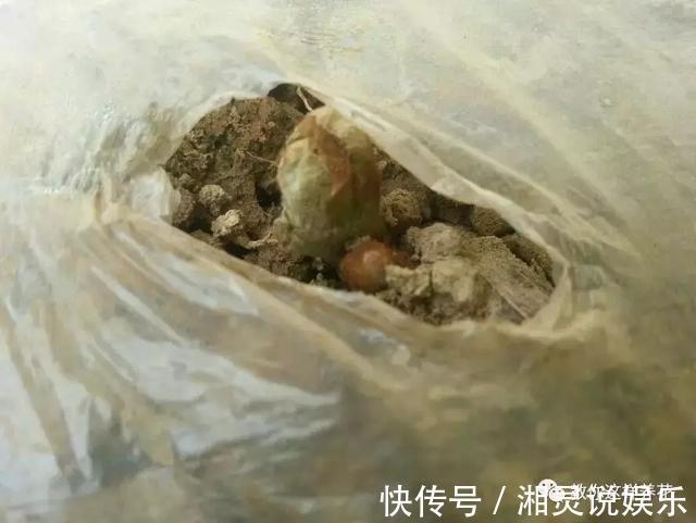 种阳台葡萄|葡萄树掌握2个小窍门,轻松繁殖10盆,种阳台葡萄吃不完!