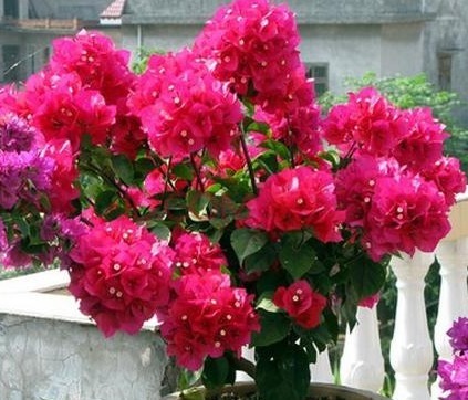 性喜光|家里养上“3种花”，从年头“香”到年尾，阳台变花海，太美了