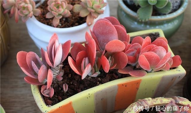 唐印，从菜到萌，从一到多！