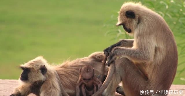 橄榄狒狒|1600年前的希腊壁画上为什么有印度猴子?考古学家:我们也不知道