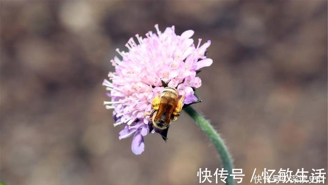 蜜蜂|一首很唯美的宋诗，也是达到了诗中有画，画中有诗的境界！