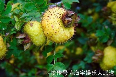 南瓜藤|人到中年想长寿,不妨坚持吃三种食物,补充营养、有益健康