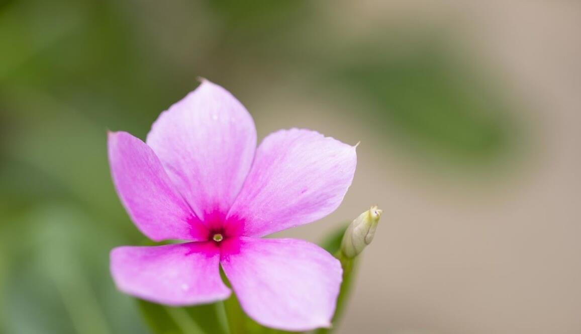 建议大家：逛花市碰到5种花，别犹豫，虽然便宜但巨好养