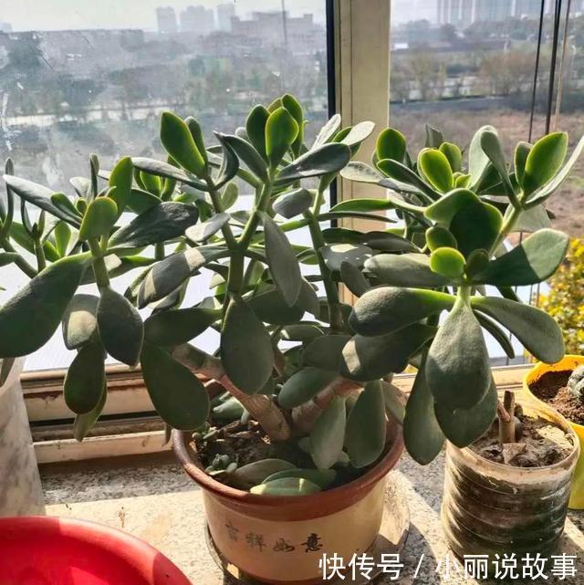 玉树这么养,整个冬天没黄叶,玉树临风,漂亮非凡!