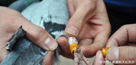 抗战时期|在抗战时期发现这个动物,一定要立即将其射下,鲜血换来的教训