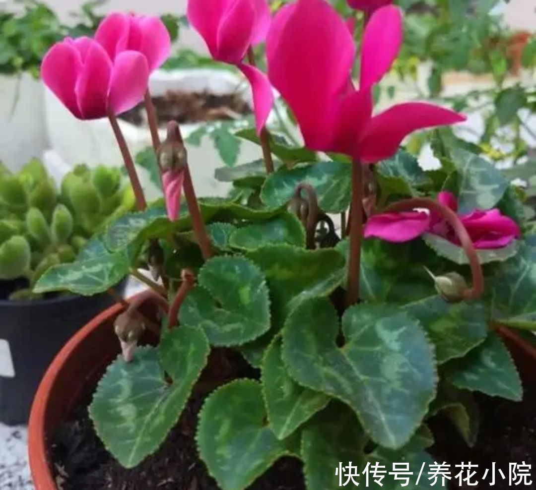 修剪|3种花，春天开完花赶紧剪，为下次开花打基础