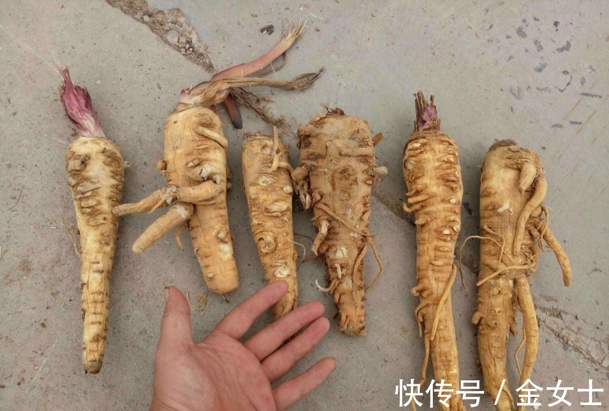 擦亮眼睛,别被“花贩骗子”蒙蔽,轻易入手这4款植物