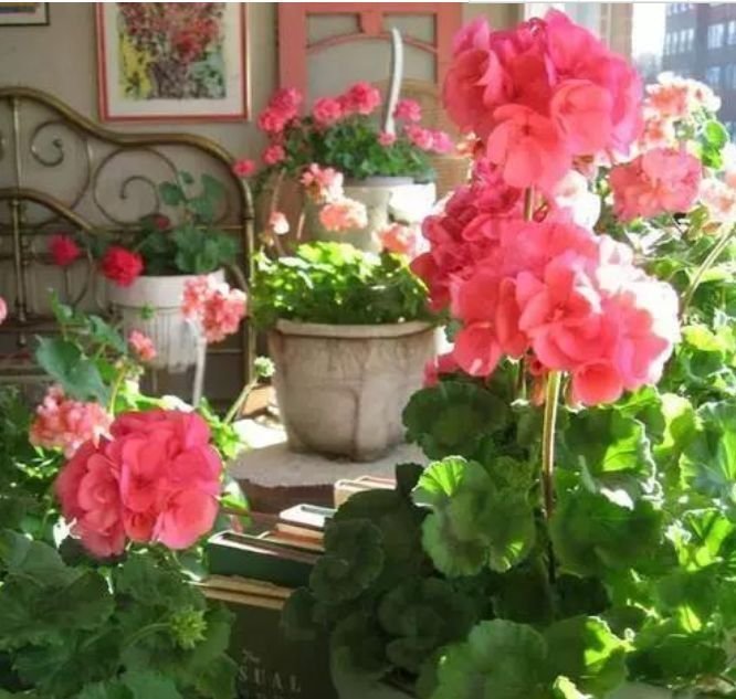 庭院选这几款花,花姿妖娆,美观又大气,花色艳丽灿烂无双