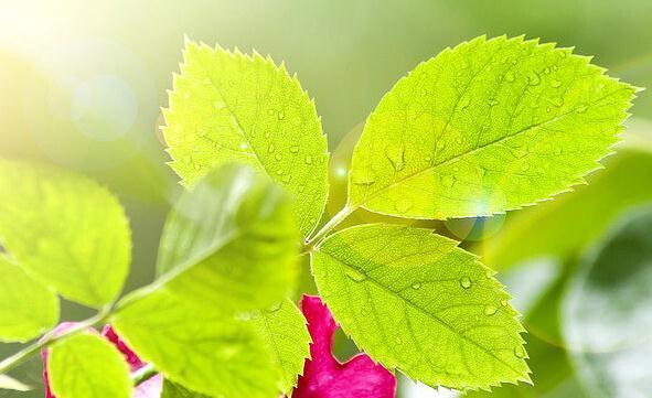 养花那些事,把握六要素,那就不是事