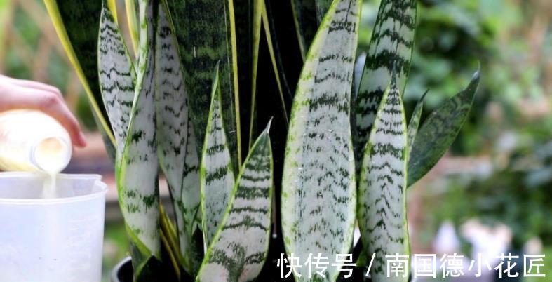新芽|天一转凉，虎皮兰就饿了？常用它喂喂，补营养，盆栽呼呼出新芽