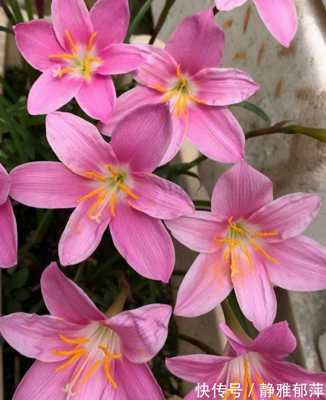 松叶牡丹|集美貌与好养于一身的“3种花”,不怕高温暴晒,三天两头开花