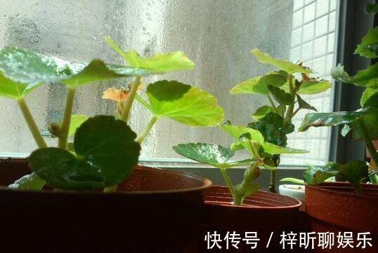光照|养丽格海棠,这4个“养护细节”别忽略,花苞多,一年四季开花!