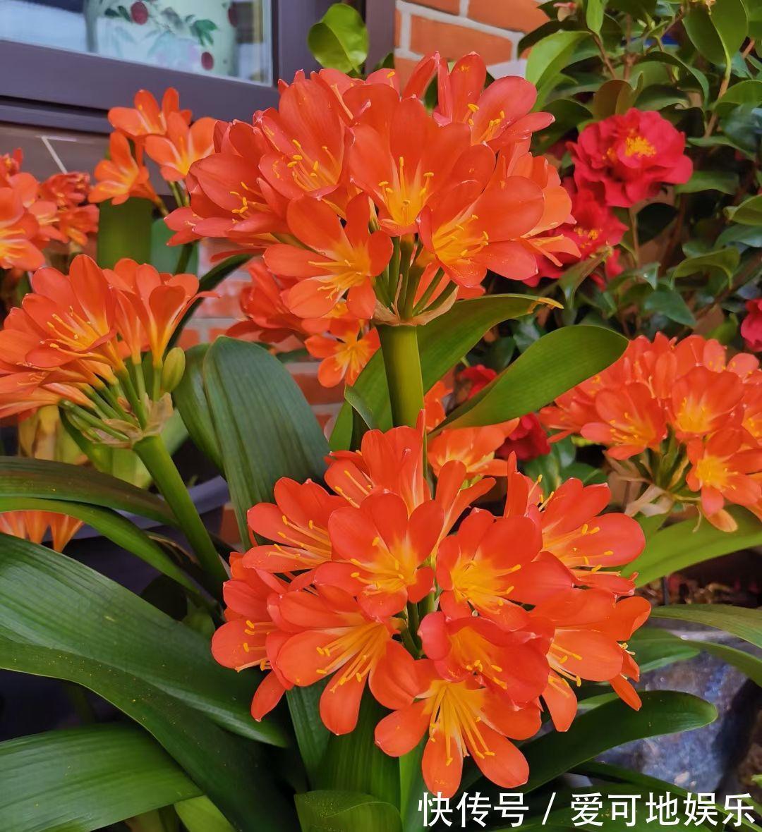 君子兰“富养”好，5个小技巧，花箭“窜高个”，开花多又大