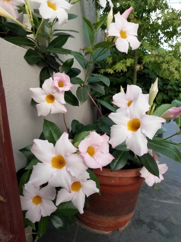 叶片|这花一开就是大半年,枝条沾土就活,种阳台长成花帘子!