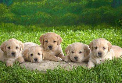 |段子:一位美女乘务员幽默风趣,但是工作起来却非常严谨,这天