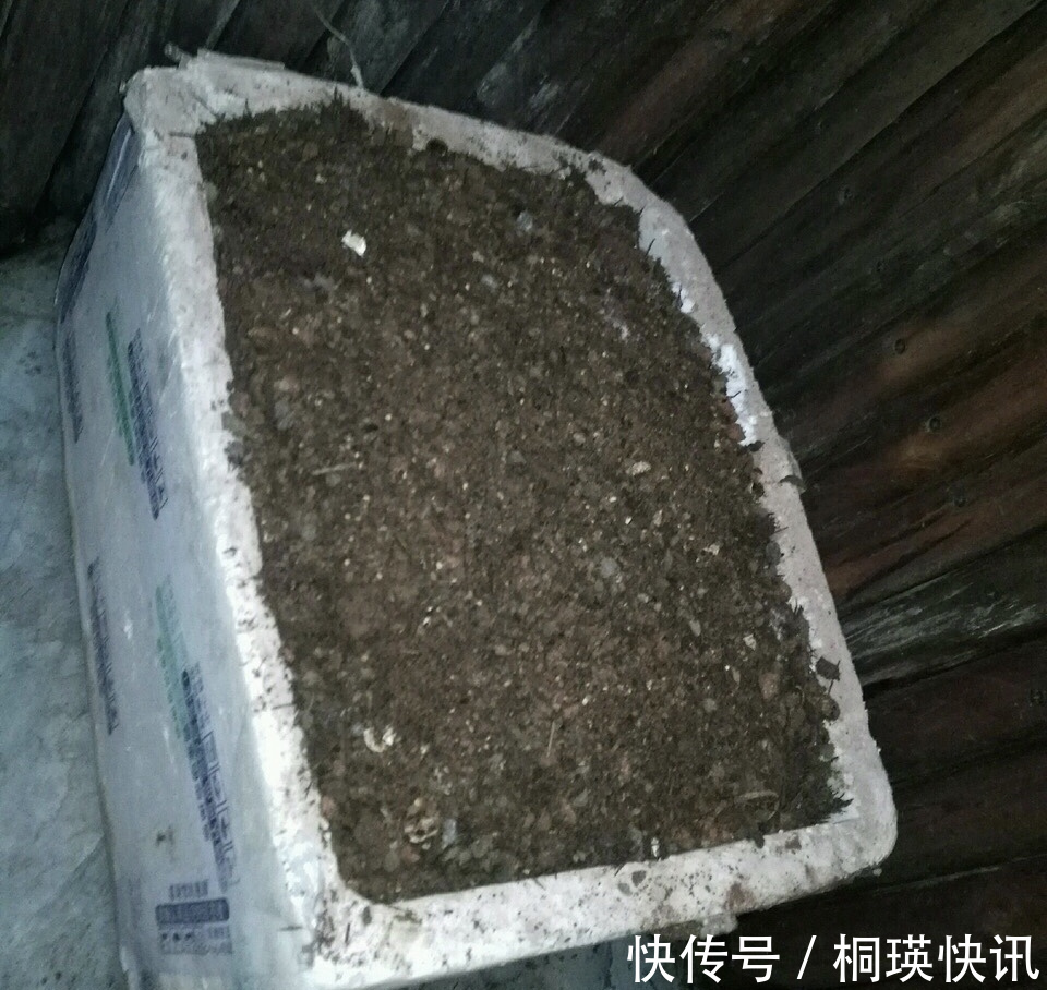 到了秋天，塑料泡沫才是养花“宝贝”，扦插生根快，养花不烂根