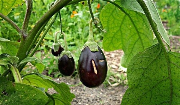 好吃|适合女性吃的3种食物,排毒养颜、滋润肌肤,好吃又不贵!