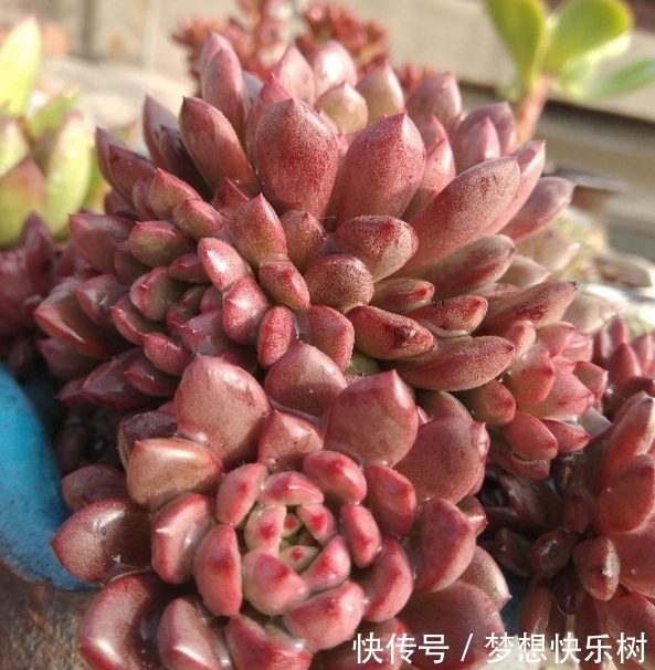 浇水|红宝石由绿变红,只需注意这5点,从众多肉中脱颖而出