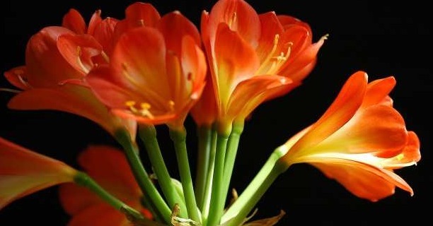 你家君子兰为什么养护不开花,快来瞧瞧君子兰栽培技巧