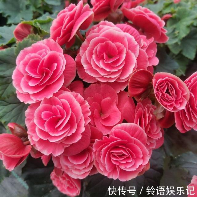 8种“坑人花”,过年谨慎入,没有“高技术”,养一盆枯一盆