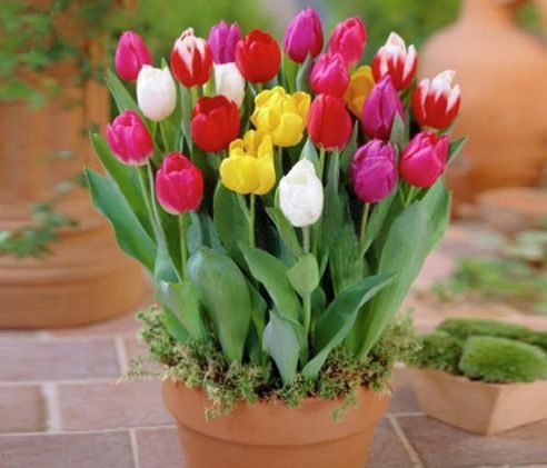 风铃草|这些小花便宜又好养,放在小院开花不断,绚丽多彩,香飘溢满屋