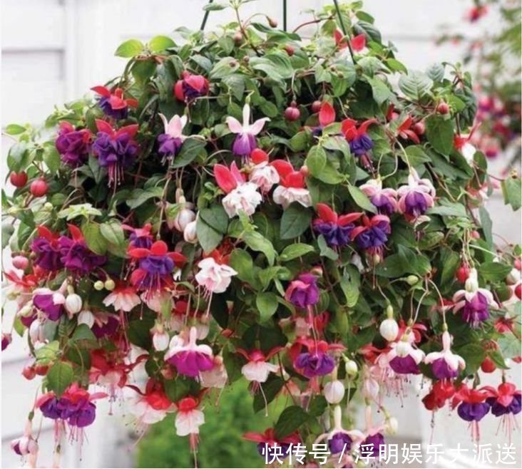 4种花自带财运，家里养一盆，开起花来“拦”不住，美不胜收