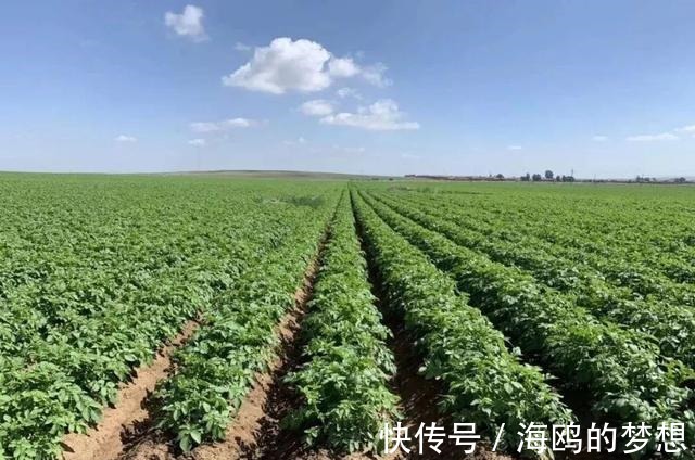 菜园子|以前这东西猪都不吃，如今成世界第四粮食作物，却少有人知它有毒