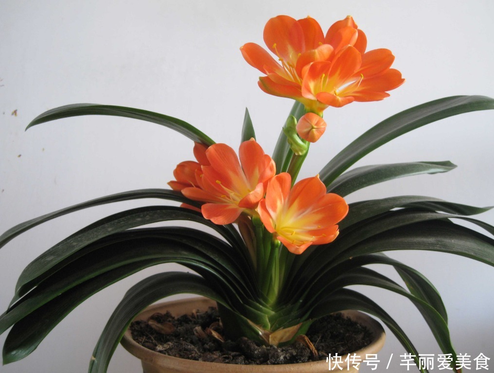 特征|有这些“特征”的人不适合养花，一般养一盆死一盆