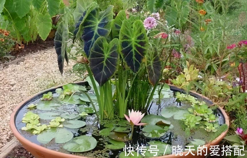 夏季|进入8月，受高温影响，养花种草不注意这几点照样问题频出