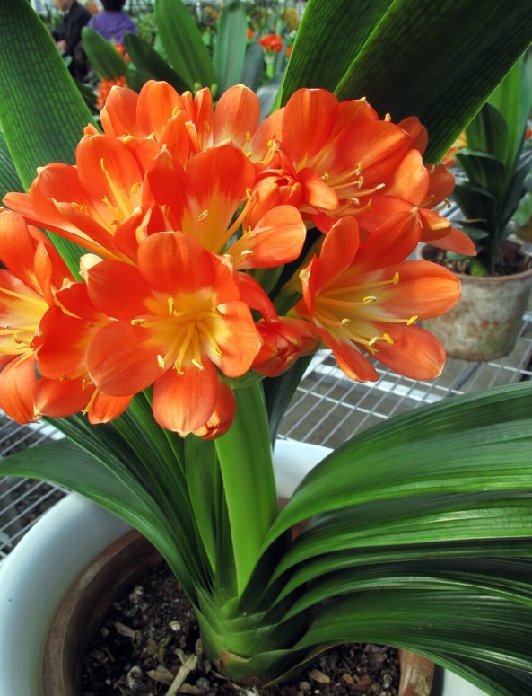 君子兰害怕五件事,新手经常犯,难怪越养越糟糕