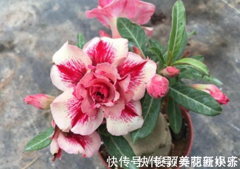 肥料|天气渐凉,6种花要“穷养”,水肥多了会伤根,多晒太阳植株壮