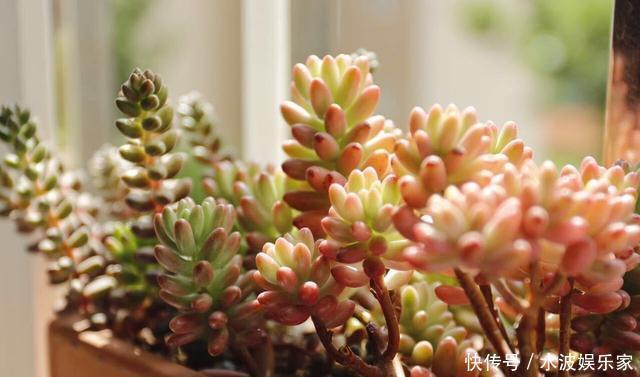 天天|薄荷勤修剪，多肉来点肥，打开疯长模式，天天长不停！