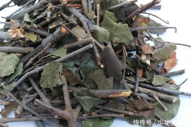 此植物獲得桑樹之精氣而生,善滋肝腎、強筋骨、祛風(fēng)濕,滋養(yǎng)血脈