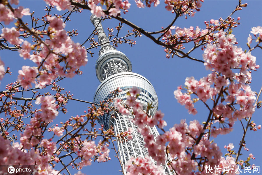 日本河津樱花绽放 吸引民众拍照打卡