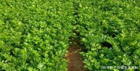 根芹的种植技术要点有哪些 快资讯