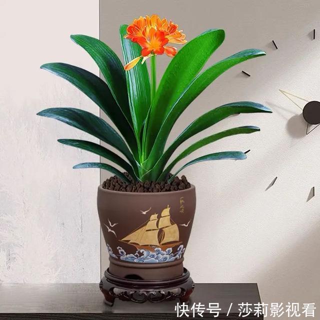 美誉|客厅养花就选这5种,清雅又大方、越养家里越干净,越养越健康