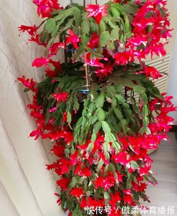 6种花,就得“穷着养”,花盆越小,长势越喜人!