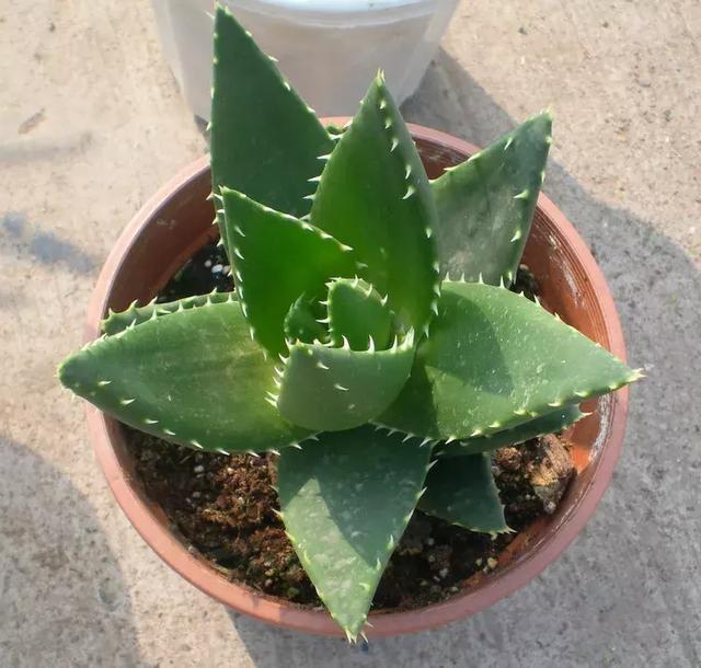 花再好看也别花钱买,浪费!只要随便捡几片叶子,落地就疯长