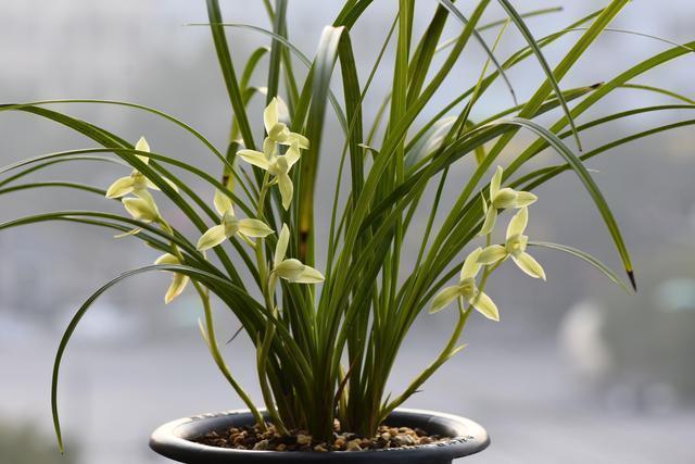 兰友养兰|兰花不开花,这个方式你试过了吗很多花友说很好用。