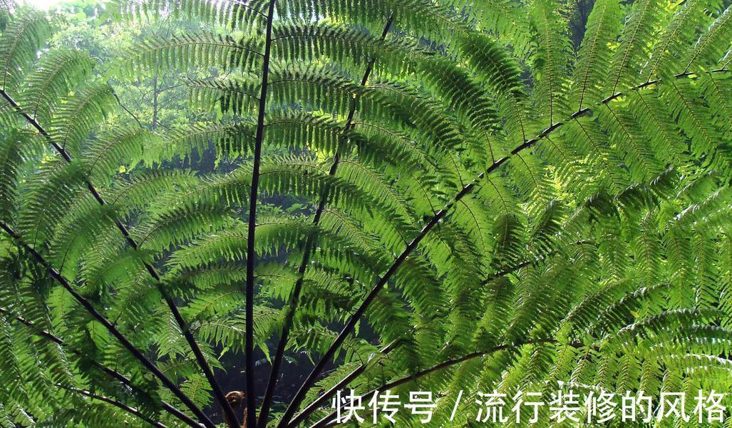 金钗石斛|什么花才是高大上，什么植物才是值钱货，大部分人都看错了