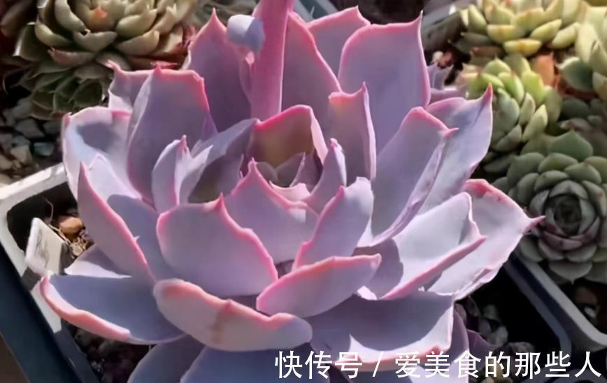 公认不好养的5种多肉,容易黑腐长势差,能养好的都是大神