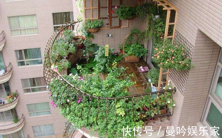 橡皮树|杭州发现一户人家阳台，太惊艳了，像御花园一样美，拍给大家晒晒